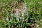 Lady lupine